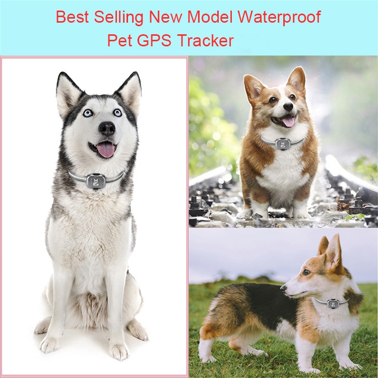 Factory OEM waterproof pet GPS tracker G12P with free leather collar support APP+Web+SMS tracking system for dog/cat